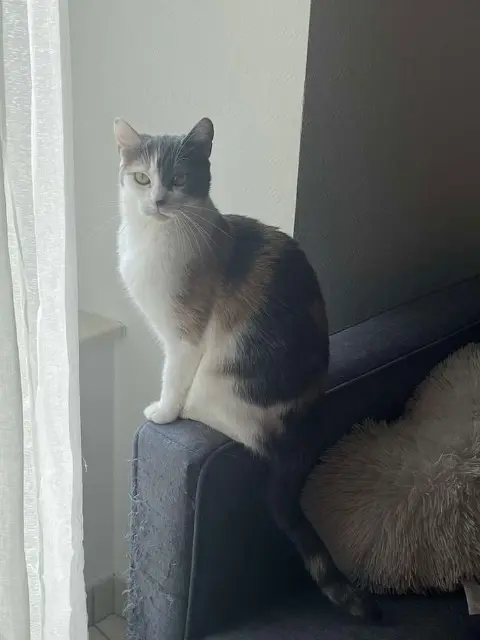 chatte lost    Val-d'Erdre-Auxence Tia
