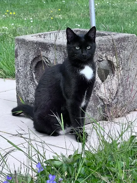 chatte lost   49125 Tiercé Tic