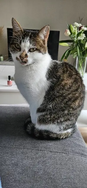 chatte lost   49460 Montreuil-Juigné Tigresse