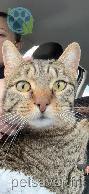 chatte lost   49300 Cholet Tornade