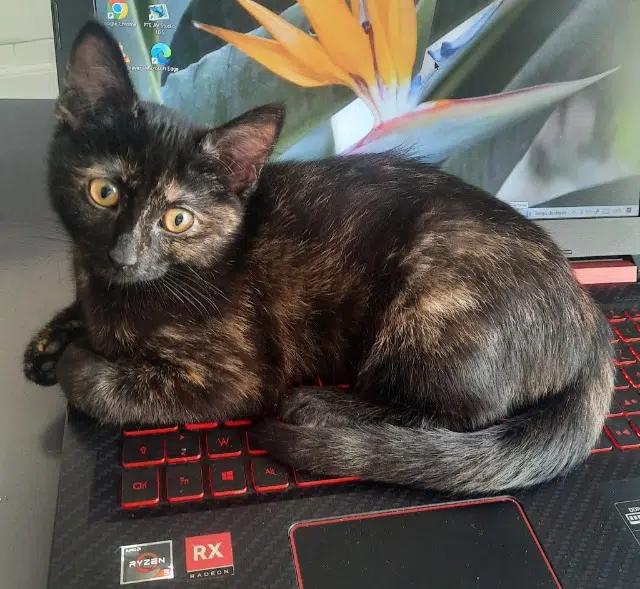 chatte lost   49130 Les Ponts-de-Cé Vitamine