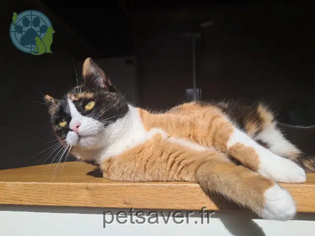 gata lost 49360 Yzernay Vénus