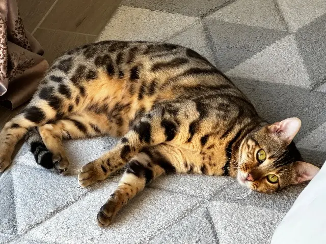 chatte lost   49080 Bouchemaine WENDY