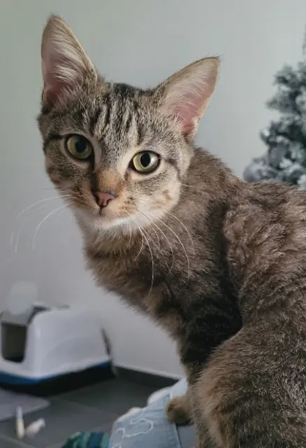 chatte lost   49800 Trélazé Winnie