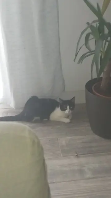 chatte lost   49300 Cholet Yoda