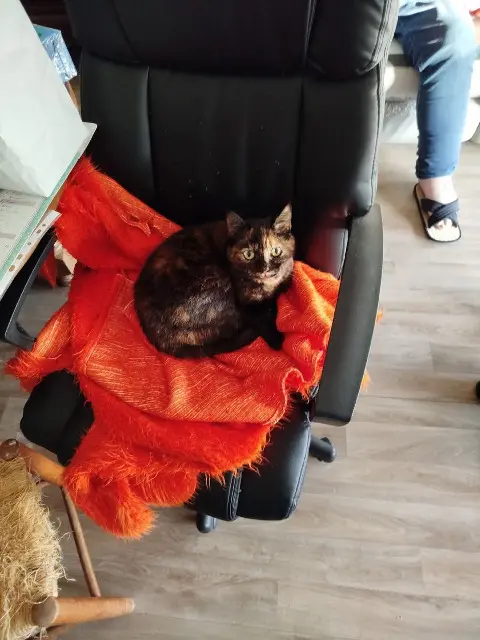 chatte lost   49124 Saint-Barthélemy-d'Anjou zelda