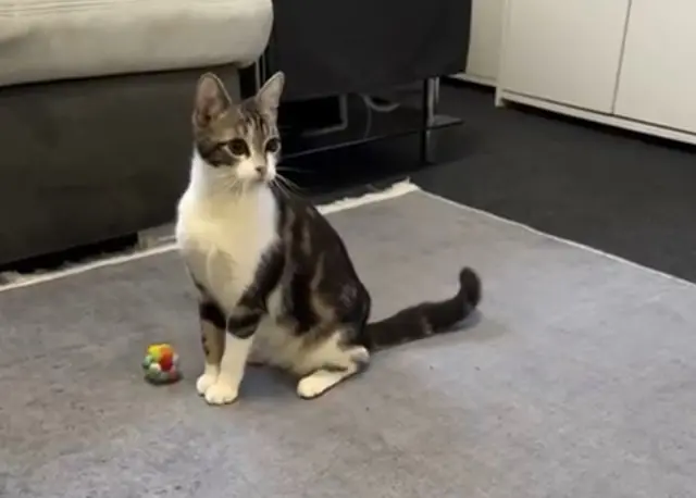 chatte lost   49400 Saumur Stella