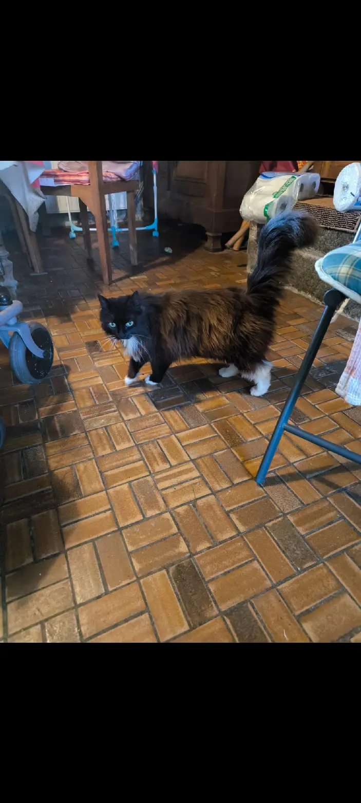 Chatte Perdue 50 Manche Chatte Perdue 50 Manche