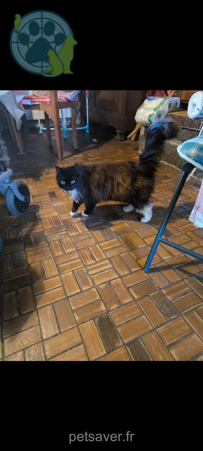 Chatte Perdue 50 Manche Chatte Perdue 50 Manche