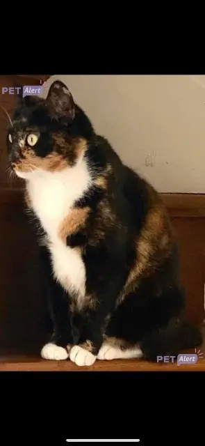 chatte lost   50620 Saint-Fromond Arya