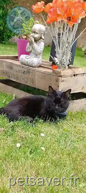 Chatte Perdue 50 Manche Buais-Les-Monts Chatte Perdue 50 Manche Buais-Les-Monts