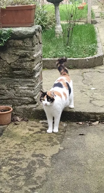 chatte lost    Cherbourg-en-Cotentin Chiffonnette