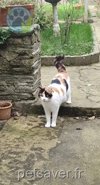 chatte perdue Cherbourg-en-Cotentin Chiffonnette chatte lost Cherbourg-en-Cotentin Chiffonnette
