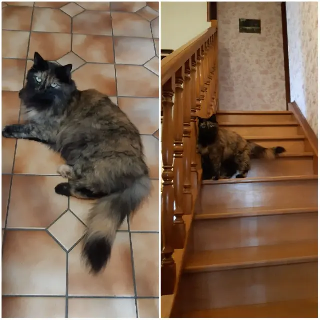 chatte lost   50270 Surtainville Chipie