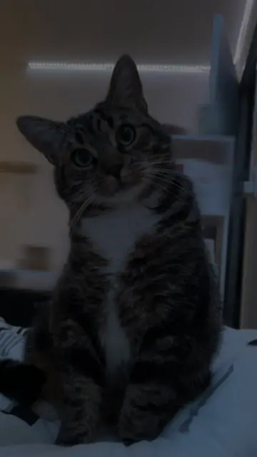 chatte lost   50380 Saint-Pair-sur-Mer Clochette