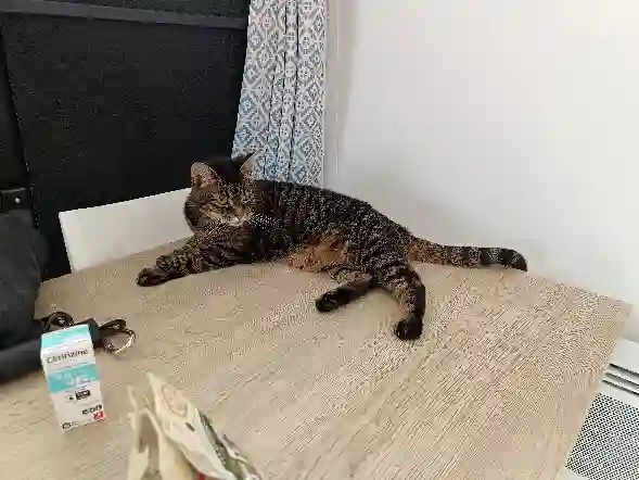 Chatte Perdue 50 Manche - Crapule Chatte Perdue 50 Manche - Crapule