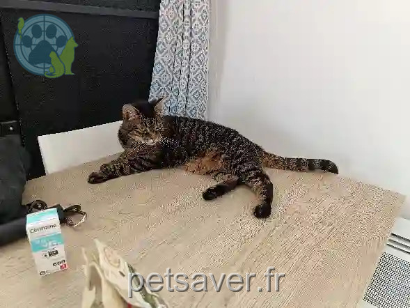 Chatte Perdue 50 Manche - Crapule Chatte Perdue 50 Manche - Crapule