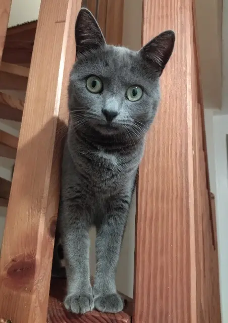 chatte lost   50220 Ducey-les-Chéris Bouillotte