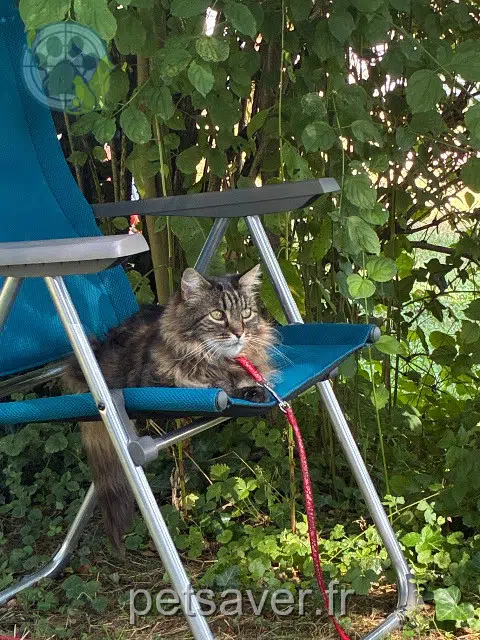 chatte lost   50590 Regnéville-sur-Mer Gucci