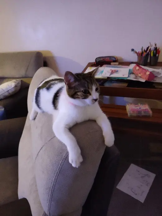 Chatte Perdue 50 Manche - Isis Chatte Perdue 50 Manche - Isis