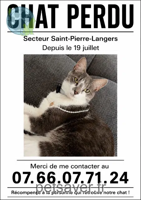 gatta lost 50530 Saint-Pierre-Langers Julia
