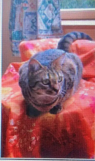 chatte lost   50290 Bréville-sur-Mer Kenya