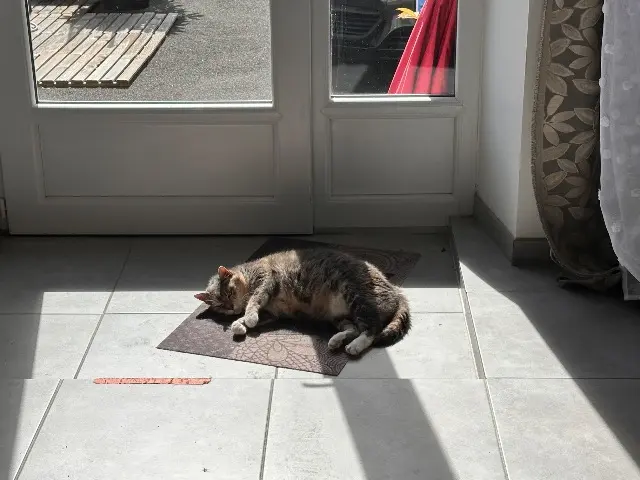 chatte lost   50350 Donville-les-Bains Kiwi