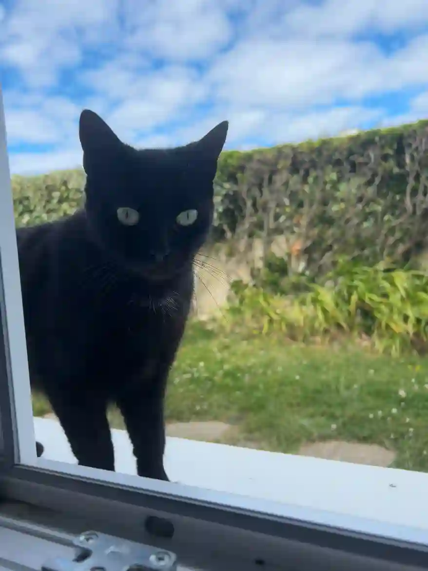 Chatte Perdue 50 Manche La Hague - Nyx Chatte Perdue 50 Manche La Hague - Nyx