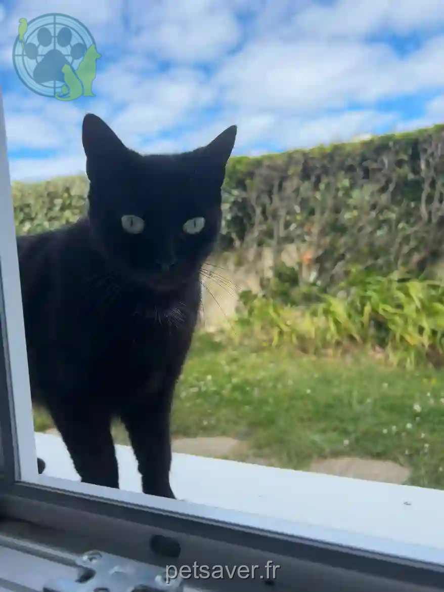 Chatte Perdue 50 Manche La Hague - Nyx Chatte Perdue 50 Manche La Hague - Nyx