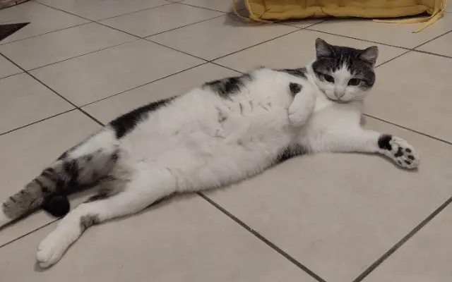 chatte lost   50800 Chérencé-le-Héron Loki