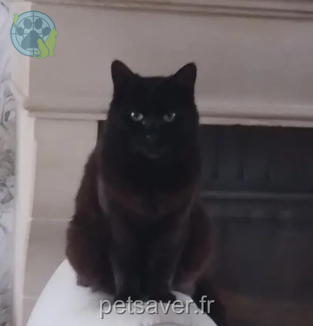 gata perdida Cherbourg-en-Cotentin Loulou gata lost Cherbourg-en-Cotentin Loulou