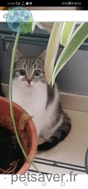 cat lost 50570 Marigny-Le-Lozon Athënna cat lost 50570 Marigny-Le-Lozon Athënna