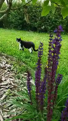 Chatte Perdue 50 Manche - Matiti Chatte Perdue 50 Manche - Matiti
