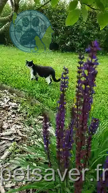 Chatte Perdue 50 Manche - Matiti Chatte Perdue 50 Manche - Matiti