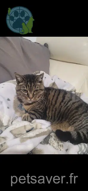 cat lost   50400 Anctoville-sur-Boscq Maya