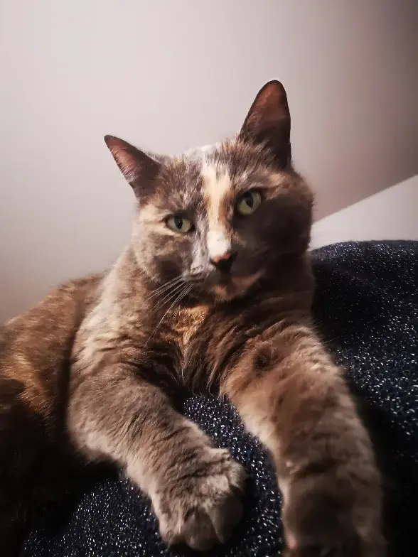 cat lost Rue Nicolas Houel 50000 Saint-Lô Maya cat lost Rue Nicolas Houel 50000 Saint-Lô Maya