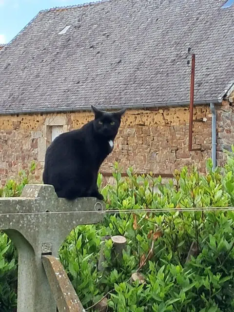 cat lost 50390 Sainte-Colombe Mia cat lost 50390 Sainte-Colombe Mia