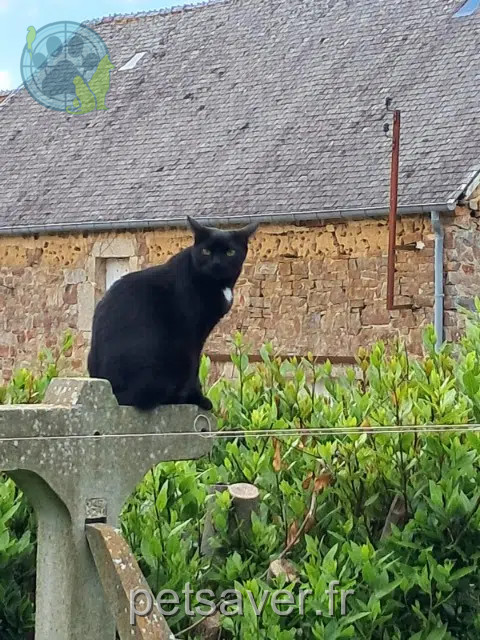 kat vermist 50390 Sainte-Colombe Mia kat lost 50390 Sainte-Colombe Mia