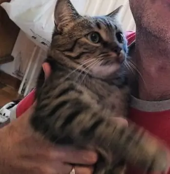 chatte lost   50270 Saint-Jean-de-la-Rivière Milly