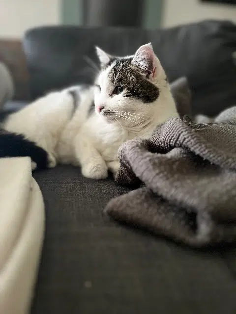 chatte lost    Cherbourg-en-Cotentin Mimie