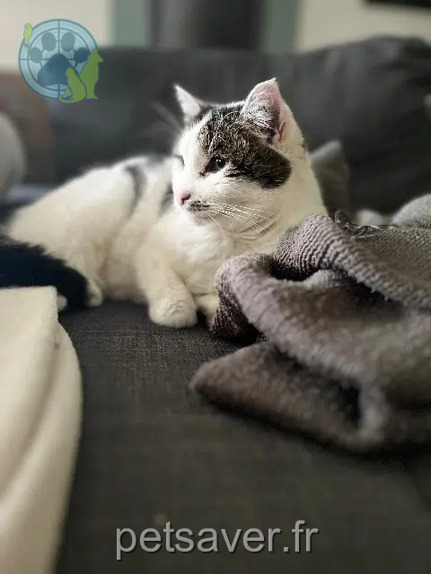 kat vermist Cherbourg-en-Cotentin Mimie kat lost Cherbourg-en-Cotentin Mimie