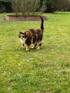 chatte lost   50290 Longueville Moumoune
