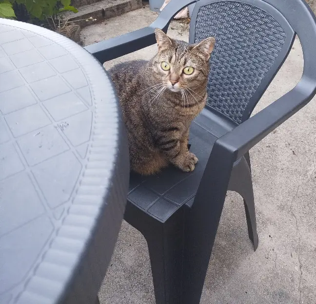 Chatte Perdue 50 Manche - Nina Chatte Perdue 50 Manche - Nina