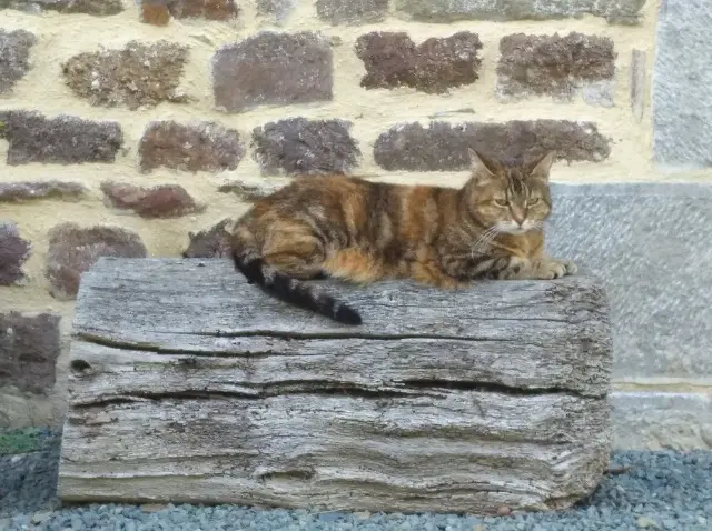 chatte lost   50450 La Baleine Noisette