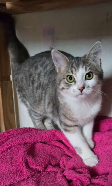 chatte lost    Cherbourg-en-Cotentin OHARA
