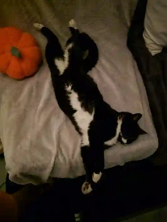 Chatte Perdue 50 Manche - Oxye Chatte Perdue 50 Manche - Oxye