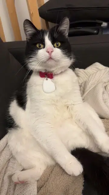 chatte perdue Cherbourg-en-Cotentin Peppa chatte lost Cherbourg-en-Cotentin Peppa