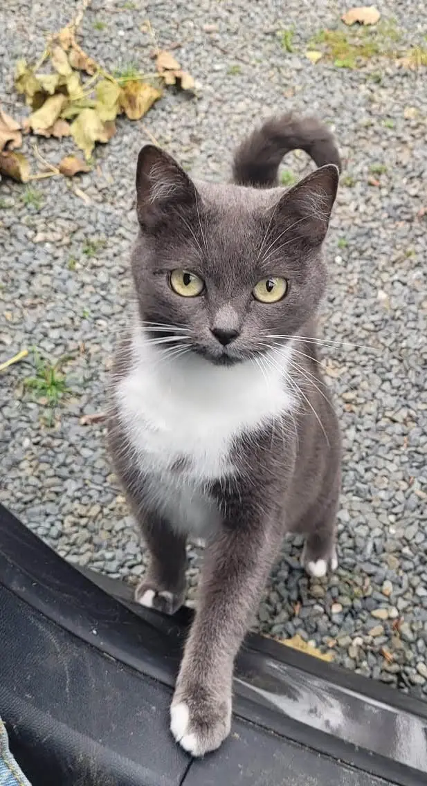 chatte lost   50410 Percy-en-Normandie Olive