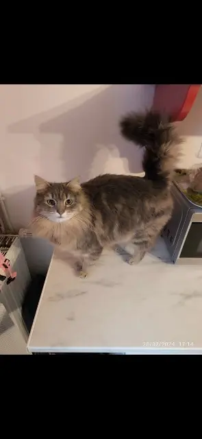 chatte lost   50630 Teurthéville-Bocage Perle