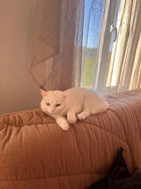 chatte lost    Cherbourg-en-Cotentin Pixel